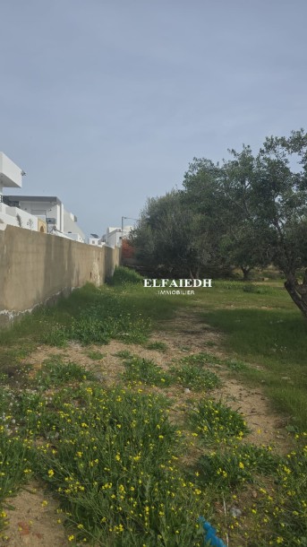 Terrain Blue  T1001-0