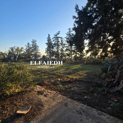 Terrain Polo V2986-1