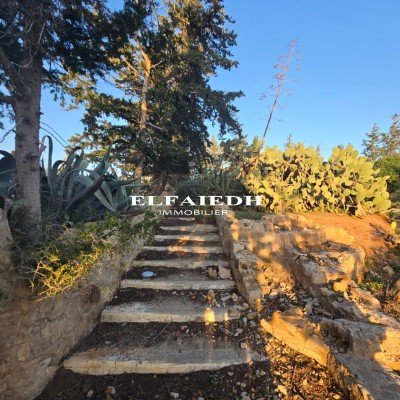 Terrain Polo V2986-2